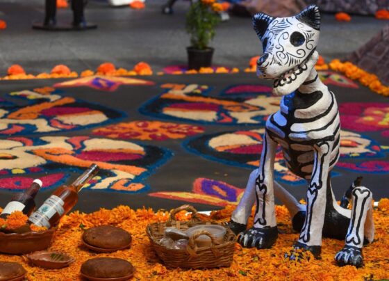 ¿Cuándo se Pone la Ofrenda 2025 a Mascotas y Qué Debe Llevar? Este Día ‘Llegan’ Perros y Gatos