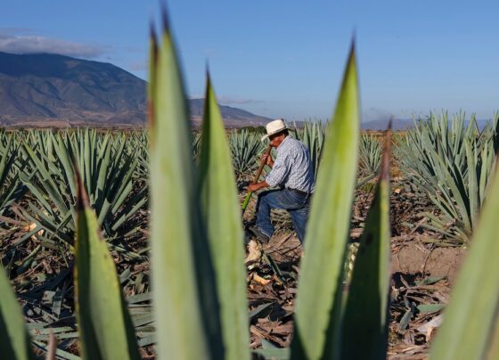 Why Oaxaca’s coast is Mexico’s next breakout region